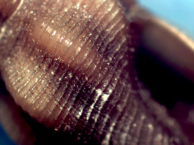 Bela da identificare